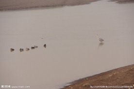 白鹳与野鸭