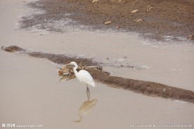 白鹳