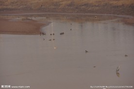 鹳与野鸭