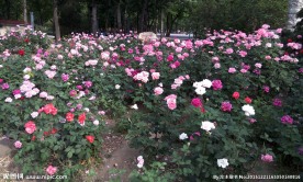 月季花