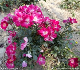月季花