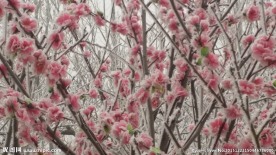 雪  梅花