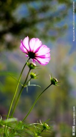 格栅花