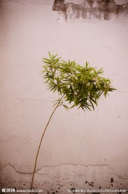 白墙竹子