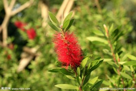 朱缨花