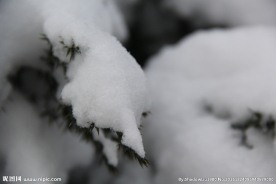 松雪