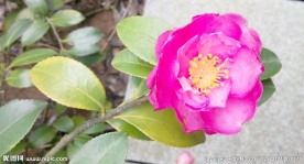 粉红色山茶花