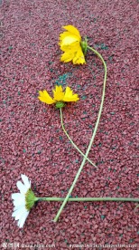 折掉的花