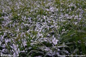 雪压麦苗