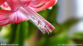 蟹爪兰