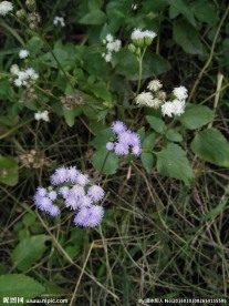 紫色小花