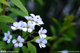 白色小花
