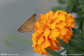 黄色菊花上的蝴蝶