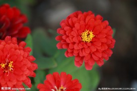 红色的花