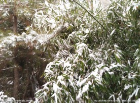 竹雪