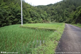 田间小路 稻田