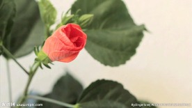 花朵开放