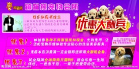 宠物会所海报