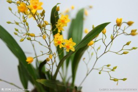 黄色香兰