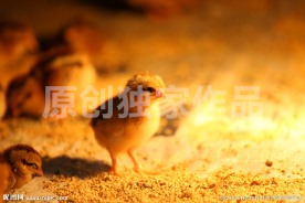 小鸡图片