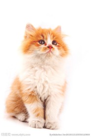 好奇的咖啡猫