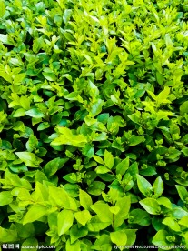 绿草