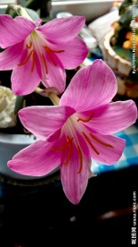 红花