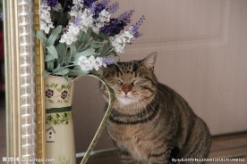 萌萌的猫