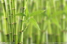 清新绿竹图片