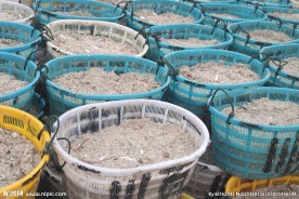 虾米摄影高清图片