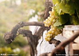 葡萄