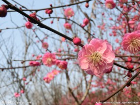 梅花