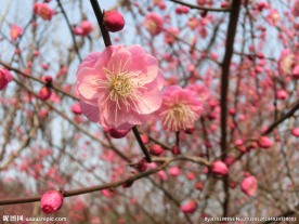 梅花