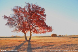 草原红枫叶