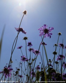 草原花海