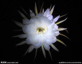 昙花