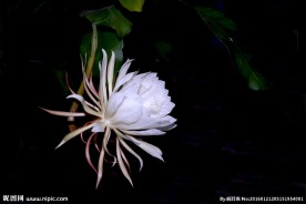 昙花