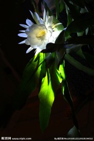昙花