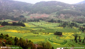 云南罗平油菜花