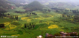 云南罗平油菜花