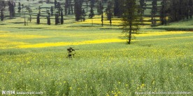 云南罗平油菜花