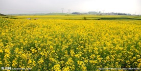 云南罗平油菜花