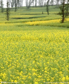 云南罗平油菜花