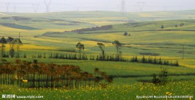 云南罗平油菜花