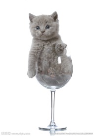 可爱小猫