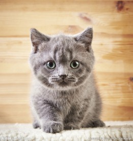 可爱小猫