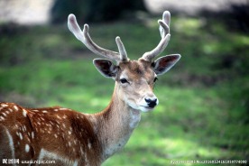 炫酷梅花鹿