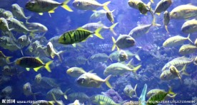 海底鱼群