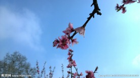 高清桃花