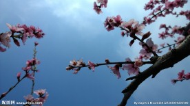 高清桃花
